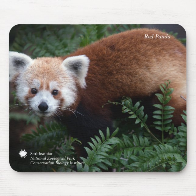 Smithsonian | Red Panda Mouse Pad (Front)