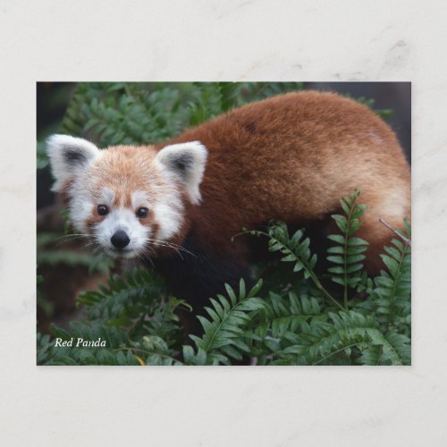 Smithsonian  Red Panda Postcard