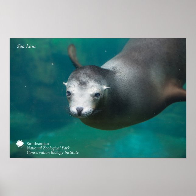 Smithsonian | Sea Lion Poster (Front)