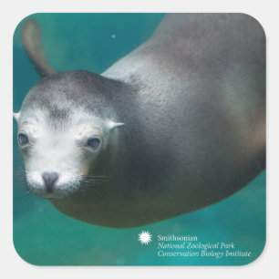 Smithsonian Sea Lion Square Sticker