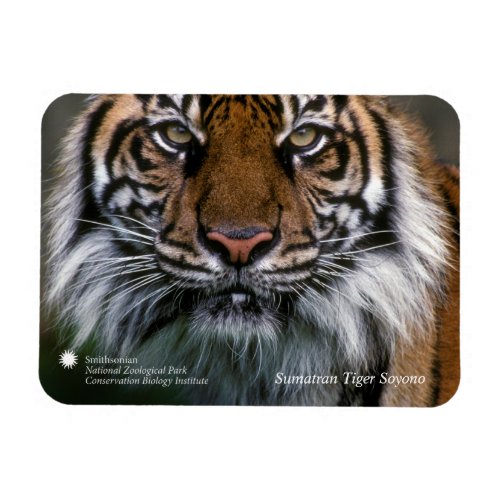 Smithsonian  Sumatran Tiger Soyono Magnet