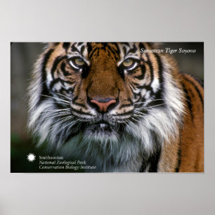 Smithsonian Sumatran Tiger Soyono Poster