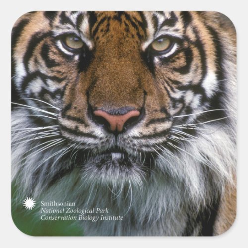 Smithsonian  Sumatran Tiger Soyono Square Sticker