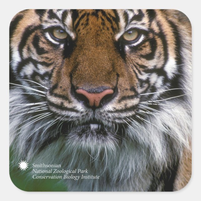 Smithsonian | Sumatran Tiger Soyono Square Sticker (Front)