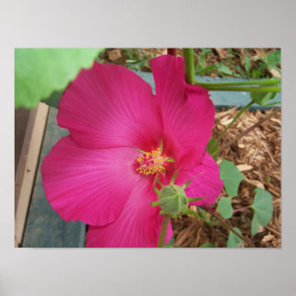 Smitty's Flower One Poster