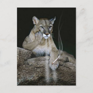 Smoker Puma Postcard