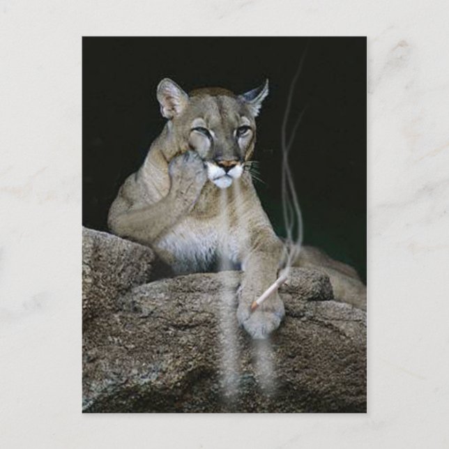 Smoker Puma Postcard (Front)