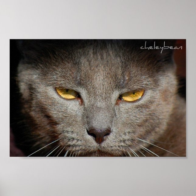 Smokey the Cat poster (Front)
