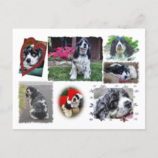Smokey-the Spaniel Postcard
