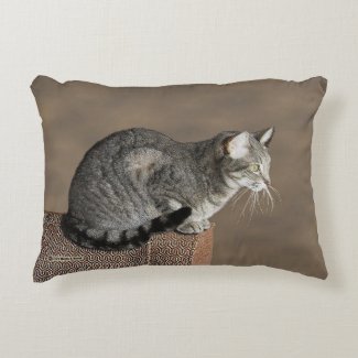 Smoky Gray Tabby Cat
