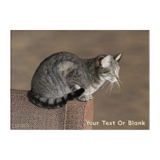Smoky Gray Tabby Cat