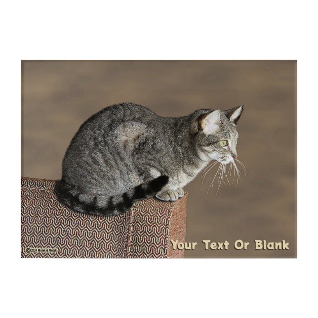 Smoky Gray Tabby Cat Acrylic Print (Front)