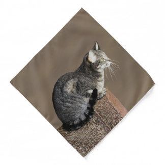 Smoky Gray Tabby Cat Bandana