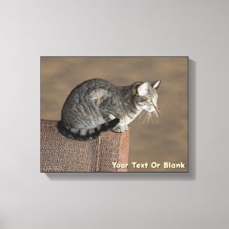 Smoky Gray Tabby Cat