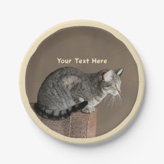 Smoky Gray Tabby Cat