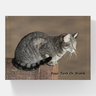Smoky Gray Tabby Cat Paperweight