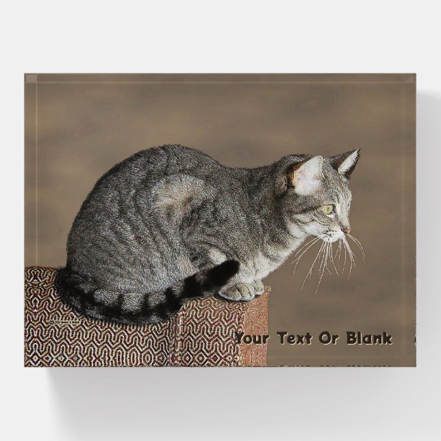 Smoky Gray Tabby Cat Paperweight (Front)
