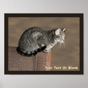 Smoky Gray Tabby Cat Poster