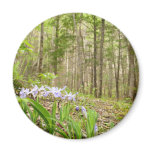 Smoky Mountain Trail in Spring Magnet