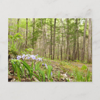 Smoky Mountain Trail in Spring Postcard