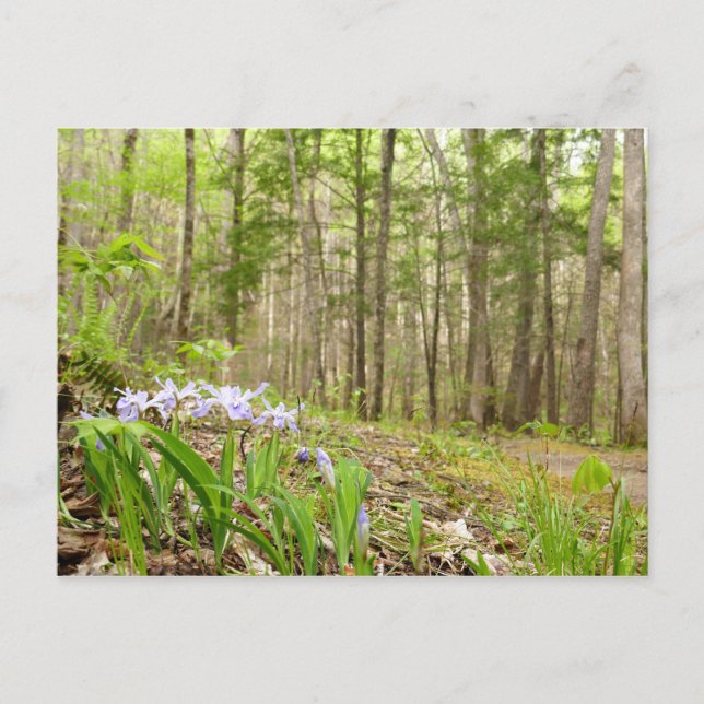 Smoky Mountain Trail in Spring Postcard (Front)