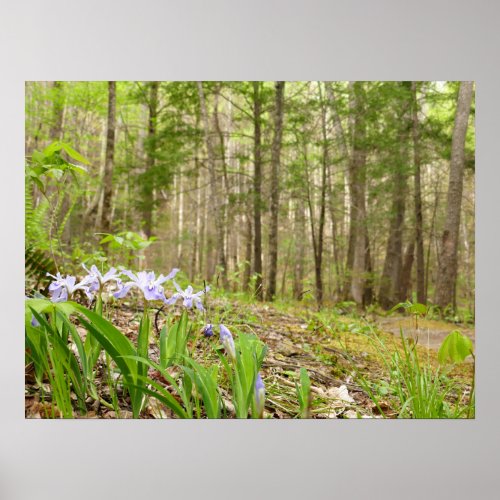 Smoky Mountain Trail in Spring Poster