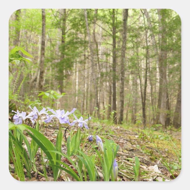 Smoky Mountain Trail in Spring Square Sticker (Front)