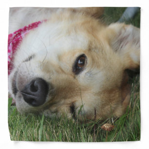 Smoochie Bandana