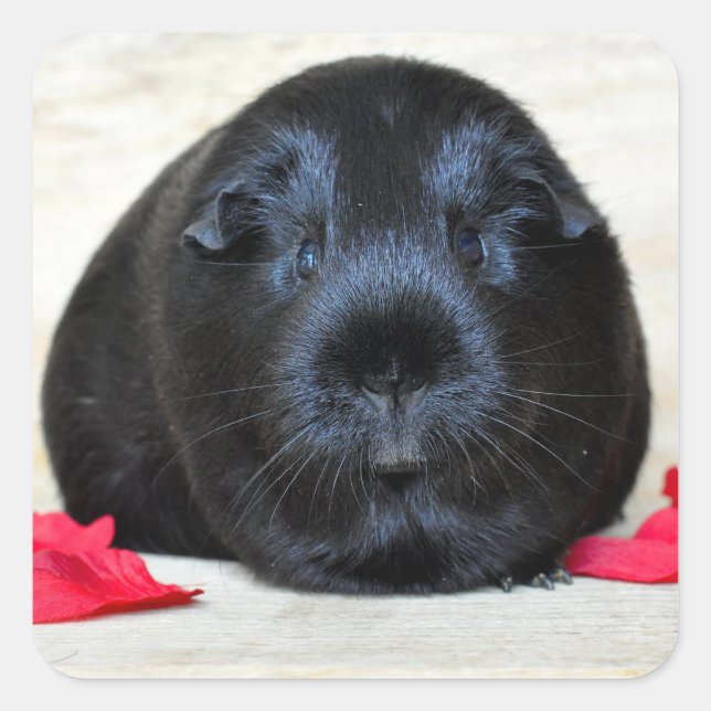 Smooth, Black Guinea Pig and Rose Petals Square Sticker (Front)