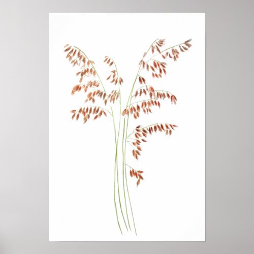 smooth brome grass seed head watercolor  poster