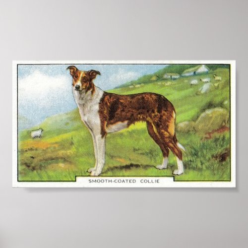 Smooth_Coated Collie Poster