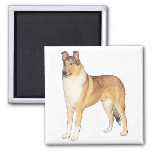 Smooth Collie Gifts Magnet