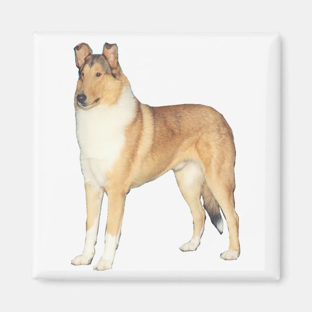 Smooth Collie Gifts Magnet (Front)