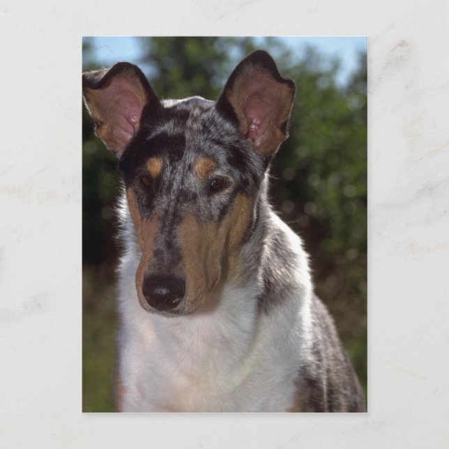 Smooth Collie Postcard (Front)