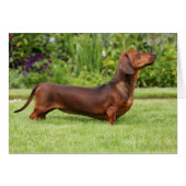 Smooth-haired Miniature Dachshund (Front Horizontal)