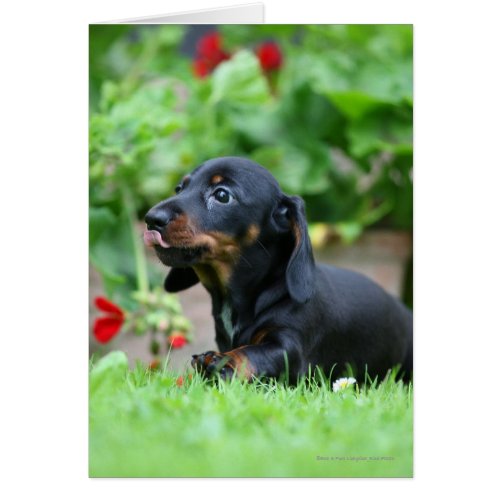 Smooth_haired Miniature Dachshund 1