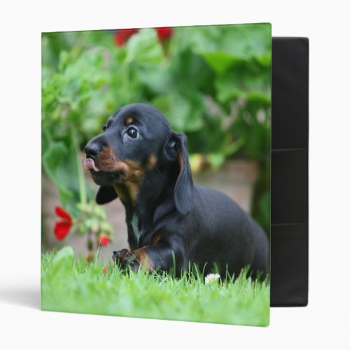 Smooth_haired Miniature Dachshund 1 Binder