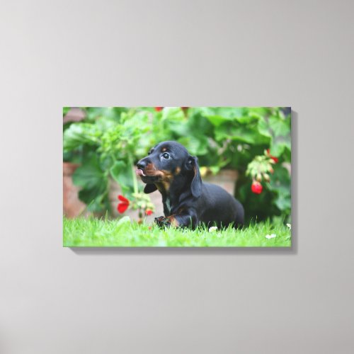 Smooth_haired Miniature Dachshund 1 Canvas Print