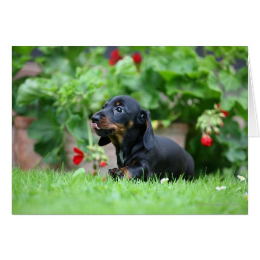 Smooth-haired Miniature Dachshund 1 Cards (Front Horizontal)