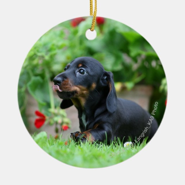 Smooth-haired Miniature Dachshund 1 Ceramic Ornament (Front)