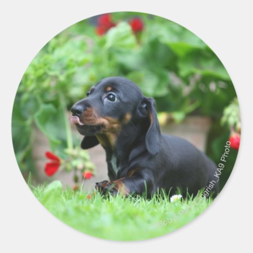 Smooth_haired Miniature Dachshund 1 Classic Round Sticker