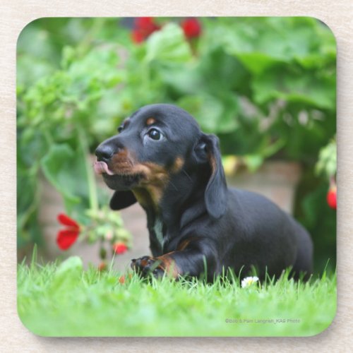 Smooth_haired Miniature Dachshund 1 Coaster