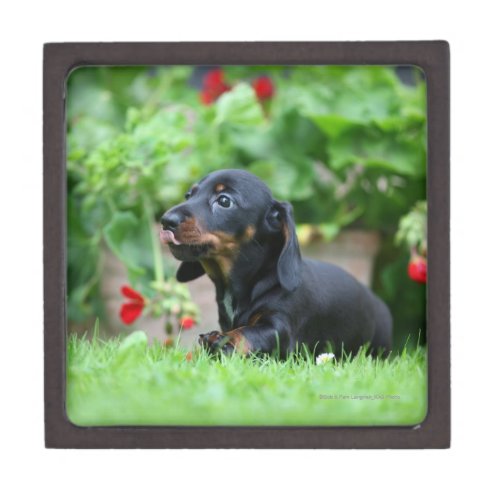 Smooth_haired Miniature Dachshund 1 Gift Box