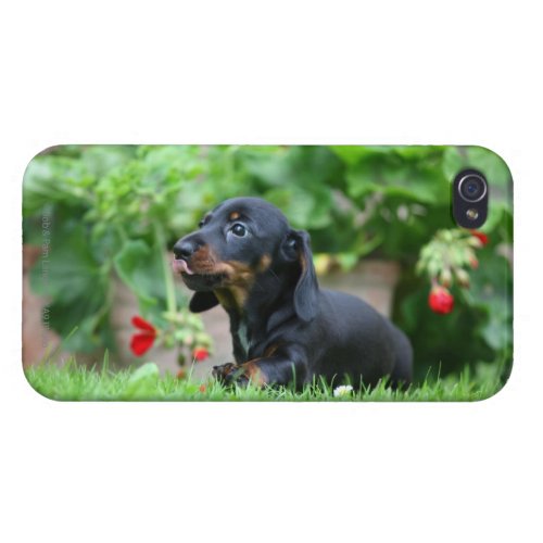 Smooth_haired Miniature Dachshund 1 Cover For iPhone 4