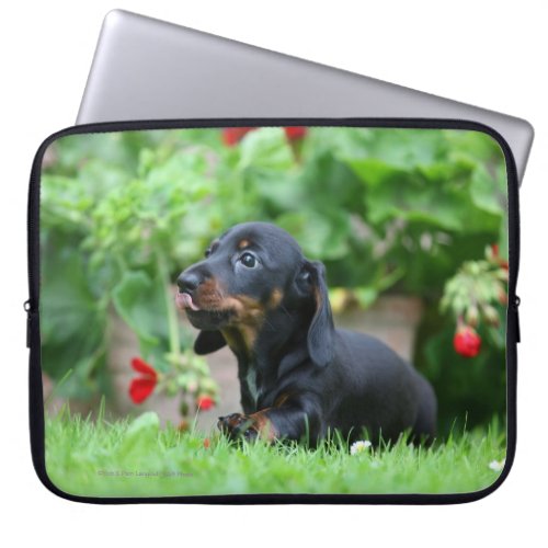 Smooth_haired Miniature Dachshund 1 Laptop Sleeve