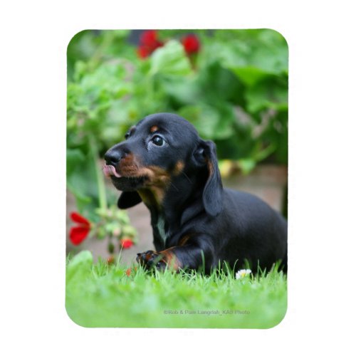 Smooth_haired Miniature Dachshund 1 Magnet