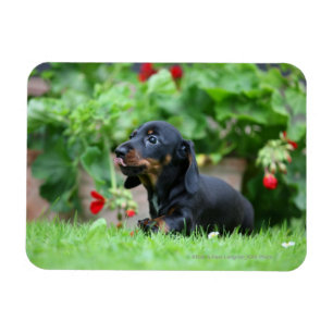 Smooth-haired Miniature Dachshund 1 Magnet