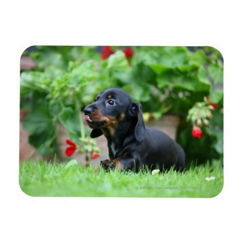 Smooth_haired Miniature Dachshund 1 Magnet