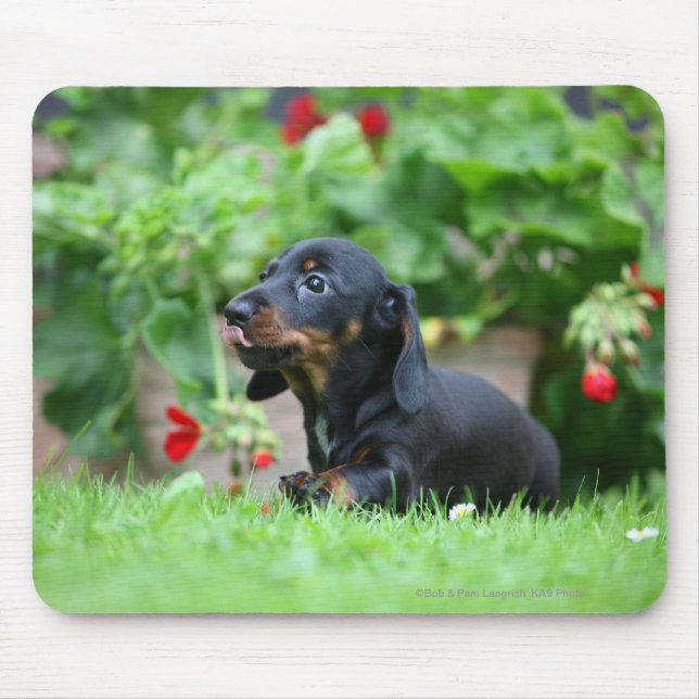 Smooth-haired Miniature Dachshund 1 Mouse Pad (Front)