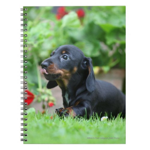 Smooth_haired Miniature Dachshund 1 Notebook